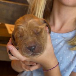 Burgundy - Dark golden male Golden Retriever puppy in Smithfield, Utah from Golden Palms Puppies
