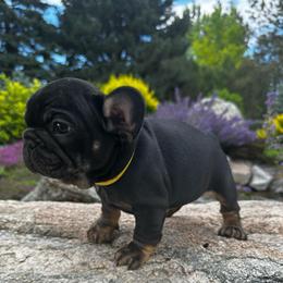 Andy  from ofa'd parents - Black and tan male French Bulldog puppy in Billings, Montana from Montana Made Frenchies