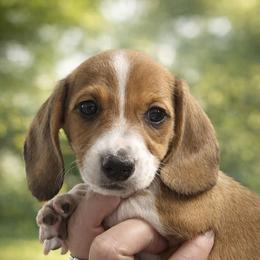 Ivy - Piebald female Dachshund puppy in Anaconda, Montana from Williams Family Dachshunds