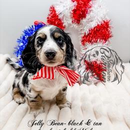 Jelly Bean - Dapple male Dachshund puppy in Prairieville, Louisiana from Southern Barron Danes & Dachshunds