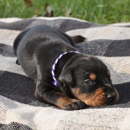 Mune - Black and rust male Doberman Pinscher puppy in Toney, Alabama from Bhon Mhuir Dobermanns