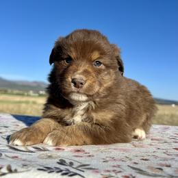 Winx - Red tri female Miniature Australian Shepherd puppy in Beaver, Utah from Renegade Point Stock Dogs