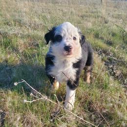 Ranger - Black and white male Border Collie puppy in Montague, California from Flock and Fang
