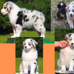 Chanel - Blue merle female Australian Shepherd puppy in Cape Girardeau, Missouri from Promise Keeper Kennel