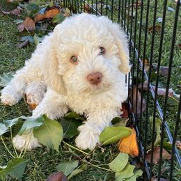 Lagotto Romagnolo Puppies from Sandra Lowrey's Lagotto Romagnolo