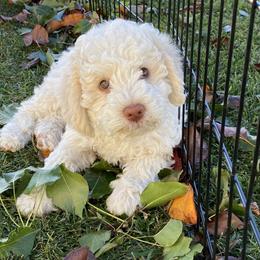 Lagotto Romagnolo Puppies from Sandra Lowrey's Lagotto Romagnolo