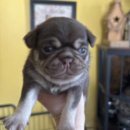 Pink Collar - Fawn female Pug puppy in Belmont, New Hampshire from Crazy Pugs Haven