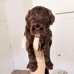 Hershey - Chocolate male Goldendoodle puppy in Syracuse, Indiana from The Doodle Cove