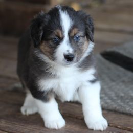Mortica - Red merle female Miniature Australian Shepherd puppy in Gretna, Virginia from Adams Acres Cattle Dogs
