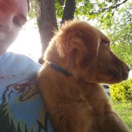 Golden Retriever Puppies from Ginger Snap Golden Retrievers