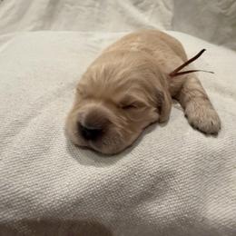 Male pick 4 - Golden male Golden Retriever puppy in Colville, Washington from Columbia Ridge Goldens