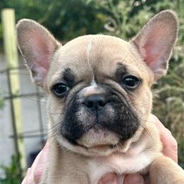 Chewbacca, Chewie, or The Wookie - Fawn male French Bulldog puppy in Enid, Oklahoma from Herell's French Bulldogs
