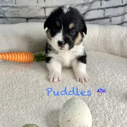 Pembroke Welsh Corgi Puppies from Coastal Corgis
