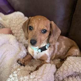 Wanda - Dapple female Dachshund puppy in Madison, Wisconsin from SK Miniature   Dachshunds