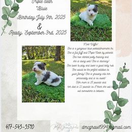 Waffle - Blue female Pembroke Welsh Corgi puppy in Norwood, Missouri from McGraw's Paws 🐾