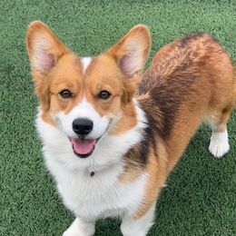 Margo - Pembroke Welsh Corgi