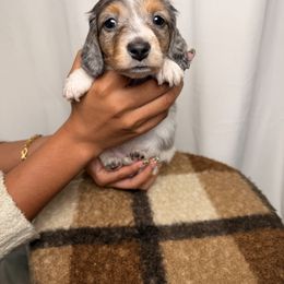 Dahlia - Dapple female Dachshund puppy in Santa Rosa, California from Signatures Mini Dachshunds