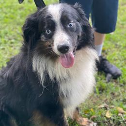 Australian Shepherds from Double H Farms Mini Aussies