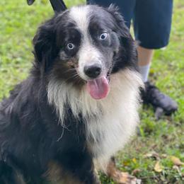 Australian Shepherds from Double H Farms Mini Aussies