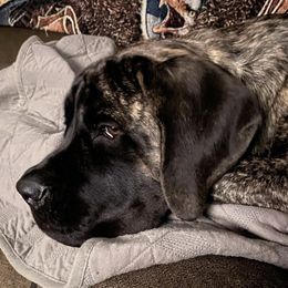 Mastiffs from Olde Heritage Mastiffs