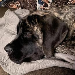 Mastiffs from Olde Heritage Mastiffs