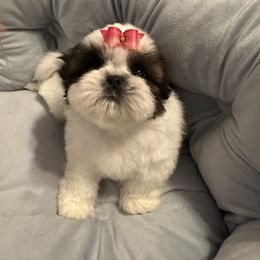 Shih Tzu Puppies from Fairy Tails Shih Tzus CA