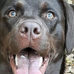 Storm - Labrador Retriever