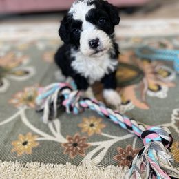 Bernedoodle, Cavapoo, and Goldendoodle Puppies from Doodle Amore