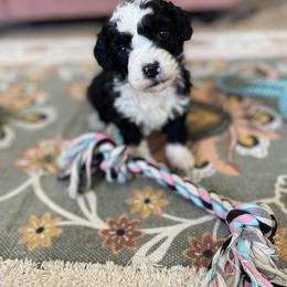 Bernedoodle, Cavapoo, and Goldendoodle Puppies from Doodle Amore