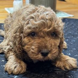Carson - Buff male Cockapoo puppy in Sheridan, Missouri from Shepherdsfold’s Cockapoos