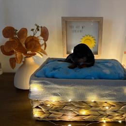 Boy 2 - Black and tan male Yorkshire Terrier puppy in Beulaville, North Carolina from Sunset Ranch