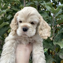 Cocker Spaniel Puppies from Doc's Cockers