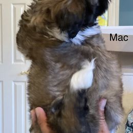 Shih Tzu Puppies from Strano’s Shih Tzu