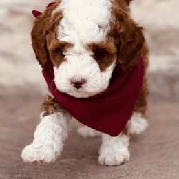 Goldendoodle and Poodle Puppies from Doodle Puppy Parti