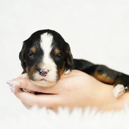 Tucker - Tri-color male Bernedoodle puppy in Spokane, Washington from Lilac City Doodles
