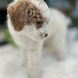 Cosmos - Parti male Poodle puppy in Nixa, Missouri from Foxtrot Farm Poodles