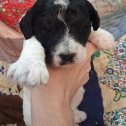 Aussiedoodles and Double Doodles from Kingwood Doodles