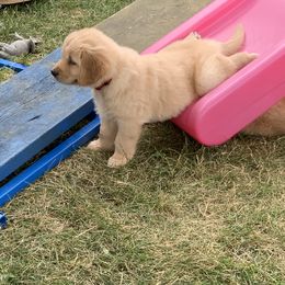 Golden Retriever Puppies from Lake Champlain Goldens