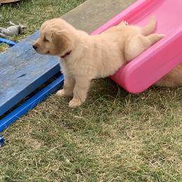 Golden Retriever Puppies from Lake Champlain Goldens