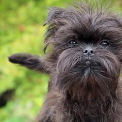 Affenpinschers from Fire Mountain Affenpinschers