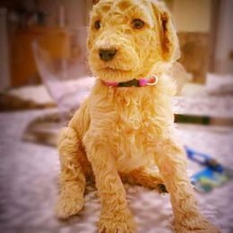 Chihuahuas and Goldendoodles from Carrie’s Babes From Da Bayou