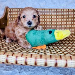 Luis - Red male Maltipoo puppy in West Jordan, Utah from Mid Sized Maltipoos and More LLC