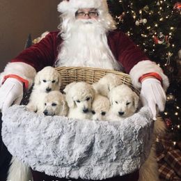 Poodle Puppies from Kissme Standard Poodles