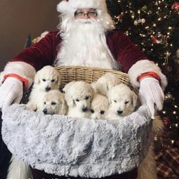 Poodle Puppies from Kissme Standard Poodles
