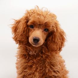 Cashmere (Blue Collar) - Red  male Poodle puppy in Las Vegas, Nevada from Plush Toy Poodle Puppies & Pals