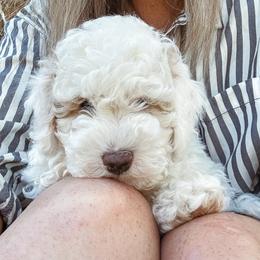 Whisper - White male Cavapoo puppy in Shingle Springs, California from Kindred Oak Goldendoodles