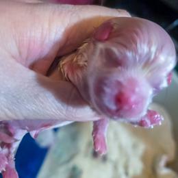 Howie - White male Mal-Shi puppy in Belleville, Michigan from Michigan Maltese Puppies