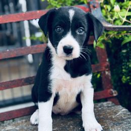 Girl 5 Black and White with Partial Collar - Black and white female Border Collie puppy in Minden, Iowa from Rocking N Registered Border Collies & Labradors