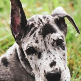 Beagles, Great Danes, and Pugs from Folklore Kennel