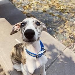 Whippet Puppies from Smithfield Park